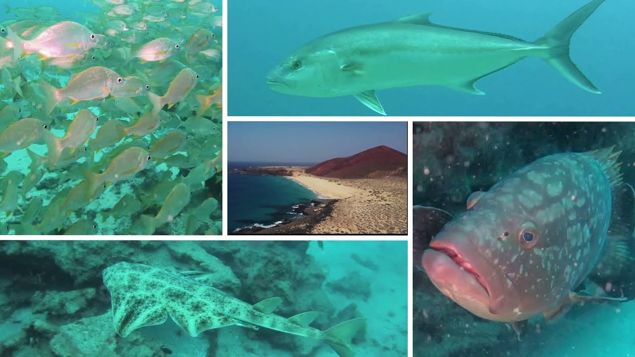 DIVING LA GRACIOSA ISLAND ( CANARY ISLAND - 11 / 2024 )