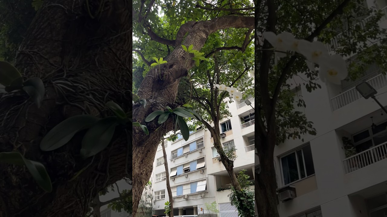 Orchids growing on trees in Rio! #orchids #youtubeshorts #shorts