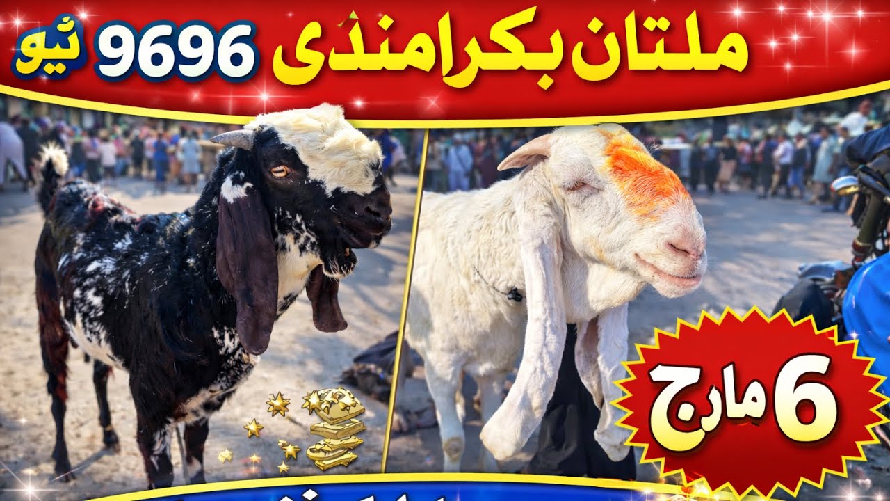 ￼￼ملتان جمعہ بازا بکرا منڈی نیو ویڈیو اپڈیٹ ریٹ چک فریش اسٹاک 