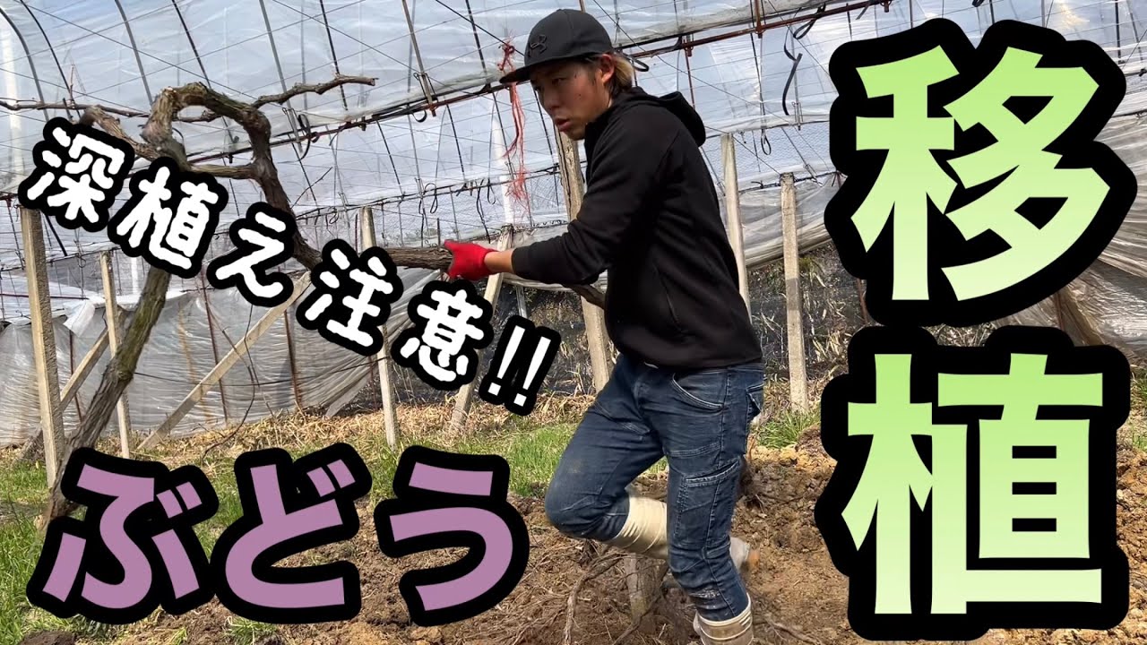 ぶどうの移植で早期成園化〜初心者必見‼︎植付けを間違えると苗木がダメに？〜