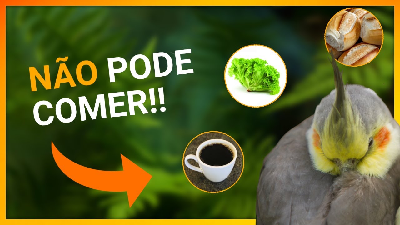 NÃO DÊ ESSES ALIMENTOS PARA SUA CALOPSITA!