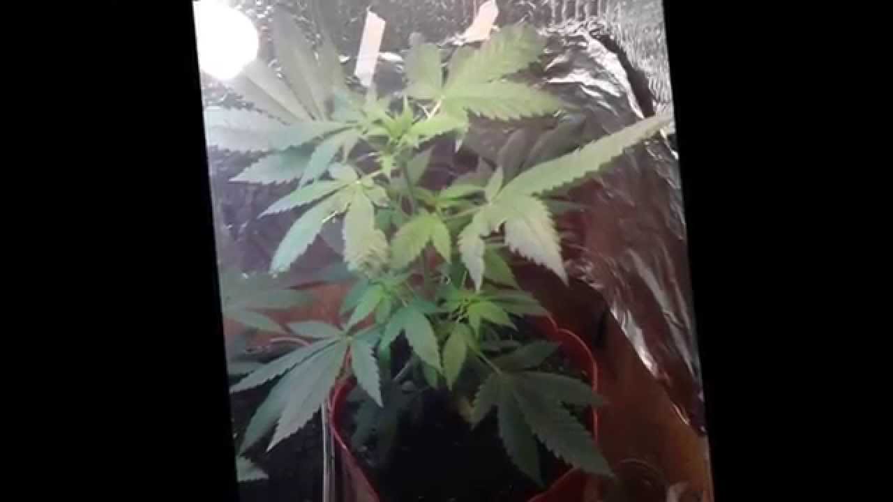 First Grow unknown strain
