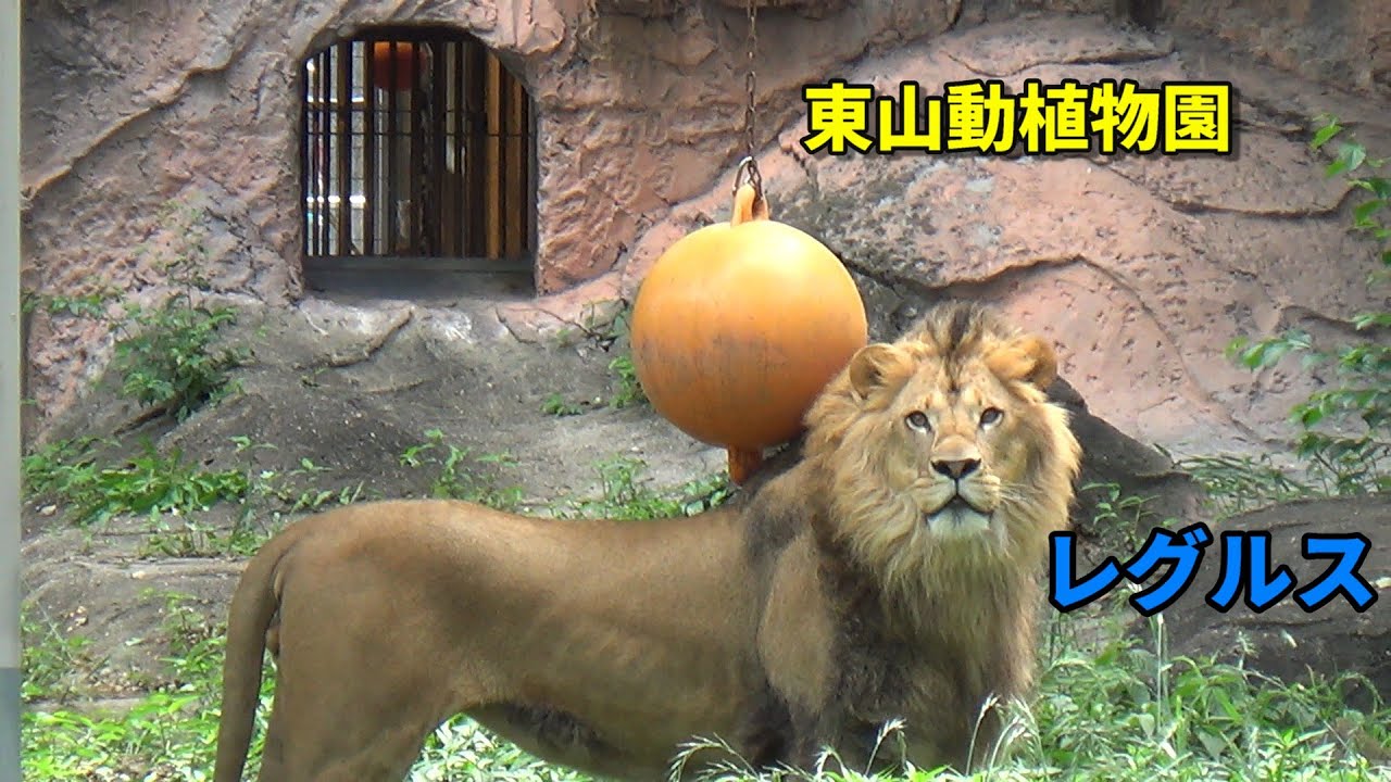 【ライオン】レグルス・2歳11ヵ月 もうすぐ3歳（レグルスとルナの日常）Regulus, a male lion, almost 3 years old[2025年6月13日東山動植物園]