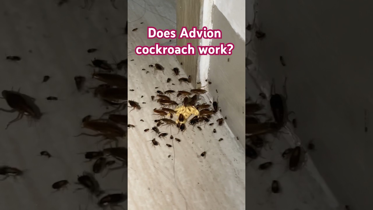 Does Advion cockroach work? Dale Prime Property Management Services