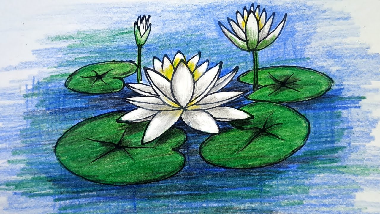 How to Draw Water lily / National flower of Bangladesh Step by Step (Very Easy)
