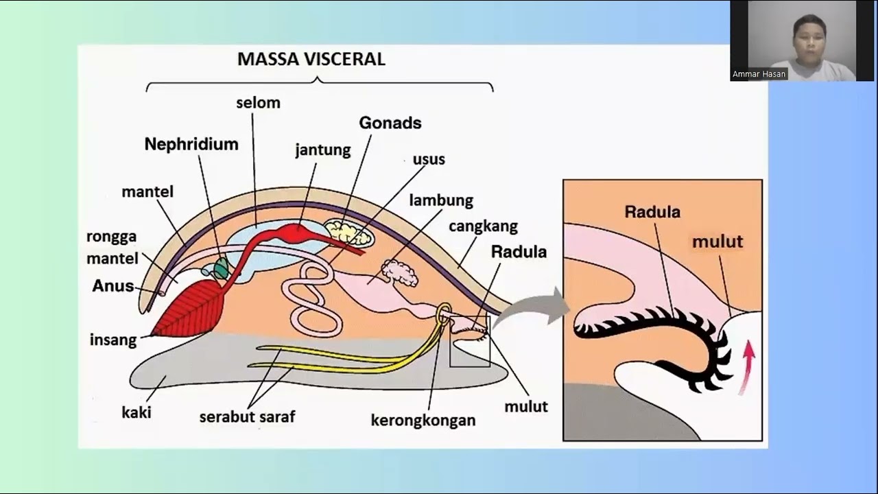 Molusca ( Bivalvia ) || DDPP