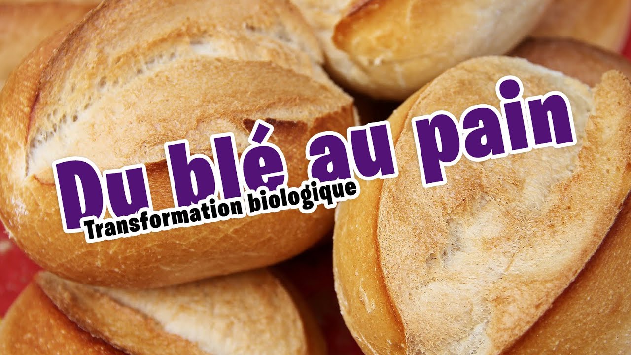Transformation biologique : Du blé au pain