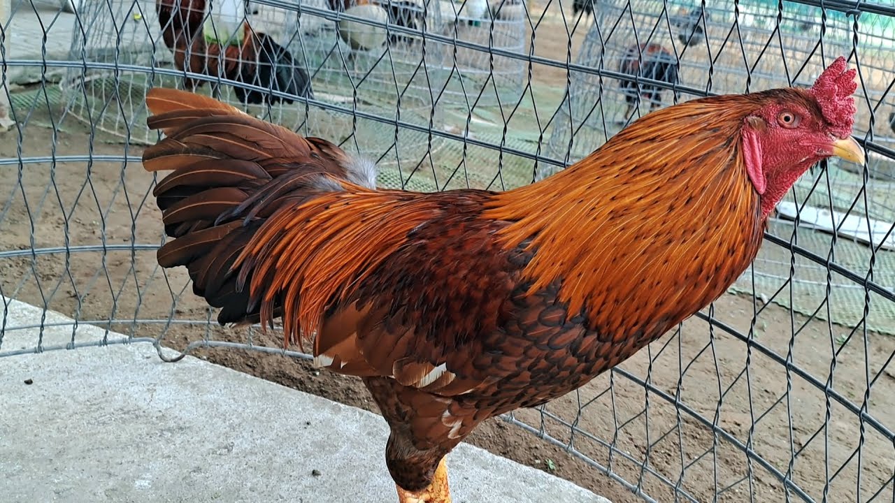 Ghé thăm trang trại Anh Tùng có gì