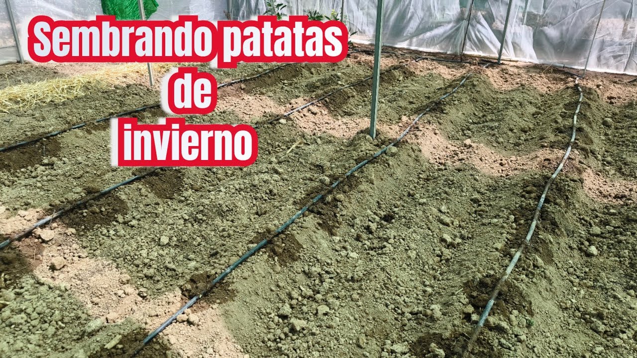 Sembrando patatas de invierno