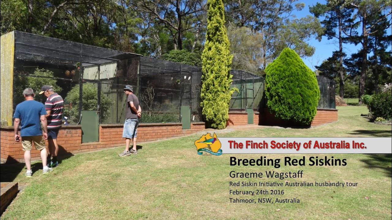 Breeding Red Siskins (Graeme Wagstaff)
