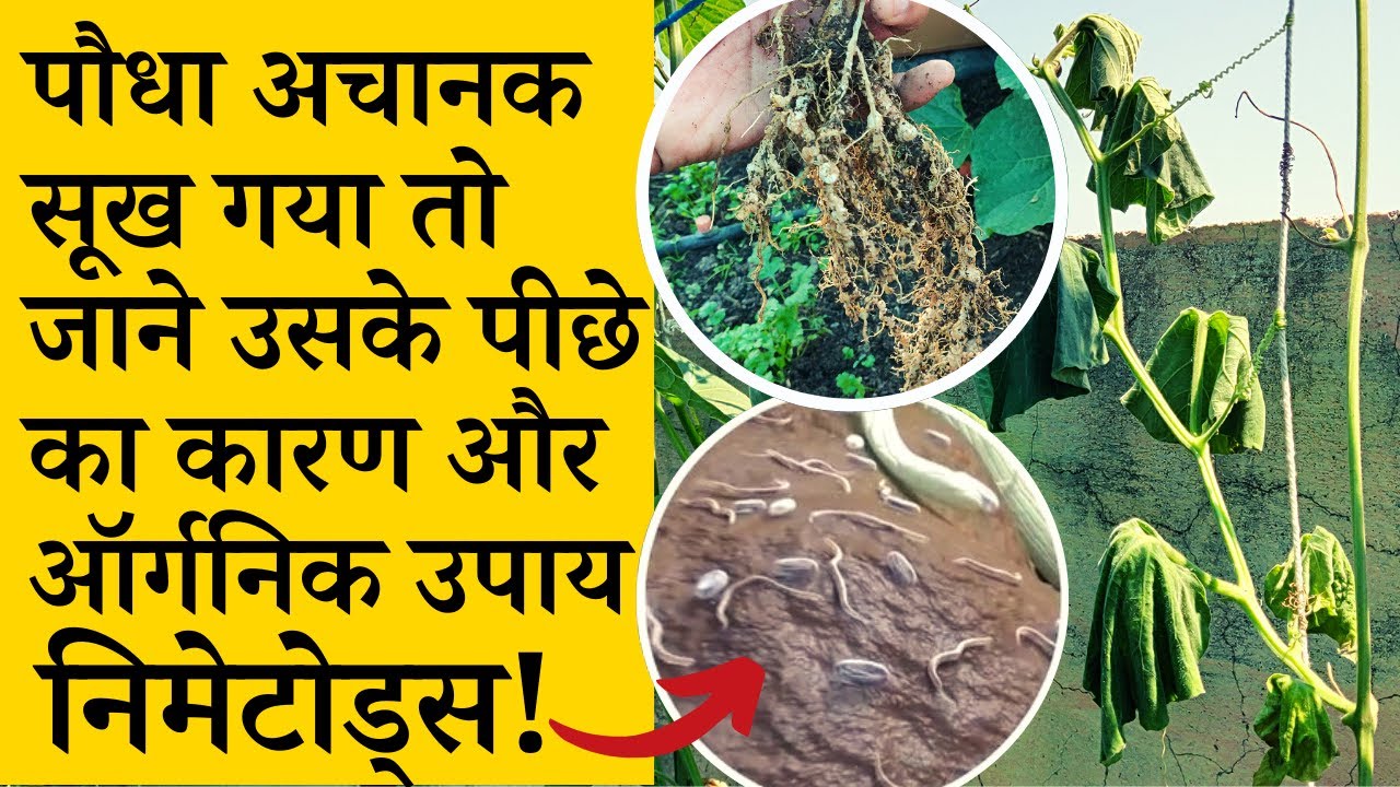 पौधा अचानक सूख गया तो जाने उसके पीछे का कारण और ऑर्गनिक उपाय | Nematodes attack and control in Hindi