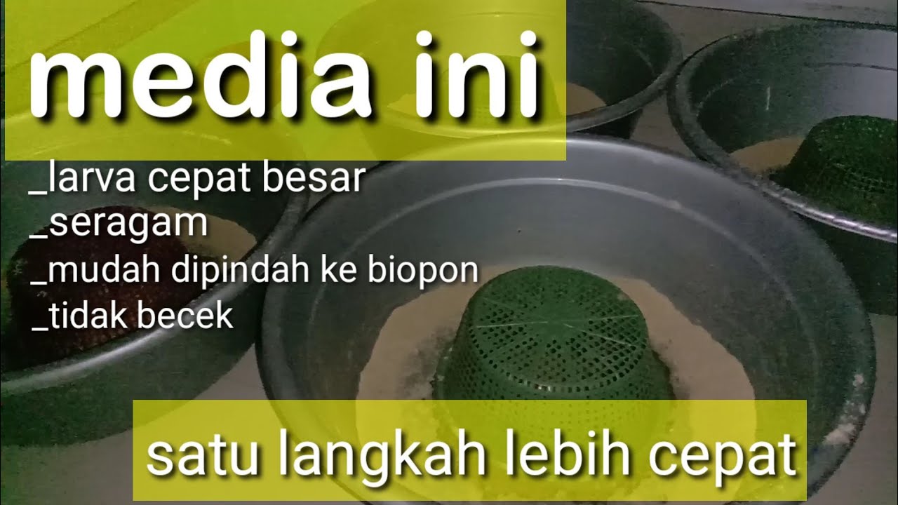 CARA MENETASKAN TELUR MAGGOT BSF #cara #menetaskan #telurmaggot #bsf