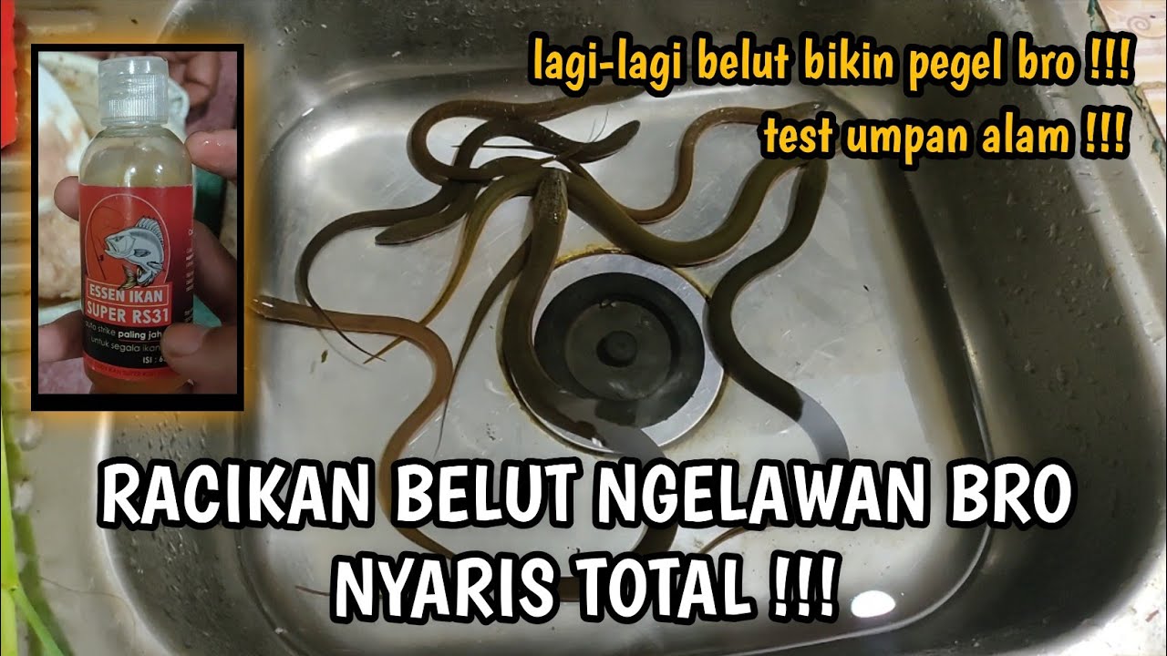 RACIKAN UMPAN BELUT BIKIN MANCING PEGEL BRO