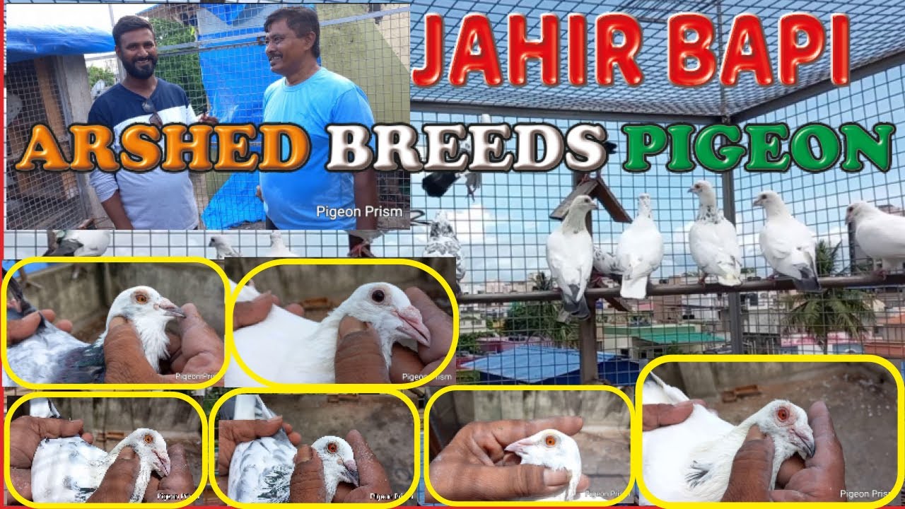 Jahir Bapi Pigeon Loft  Arshed Old Generation Madrasi Pigeon SIMPLE TIPS FOR BEGINNER 9748414243