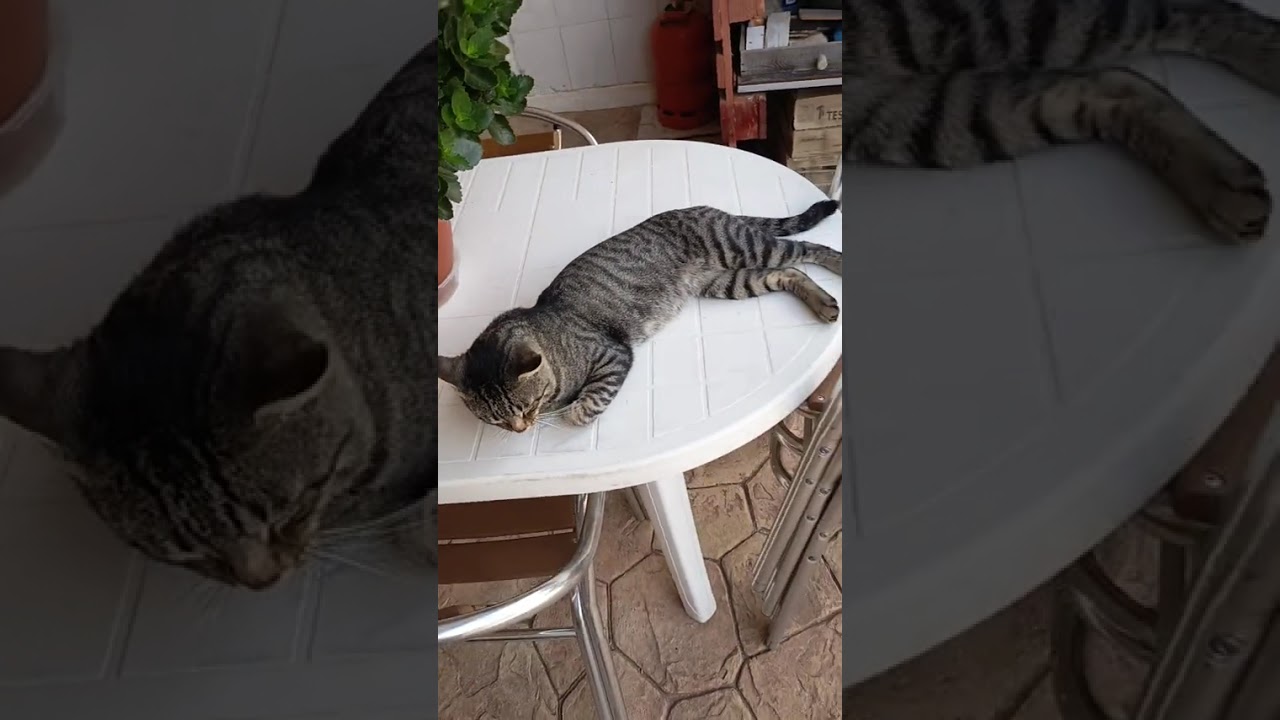 La historia de Pepiño 🐈