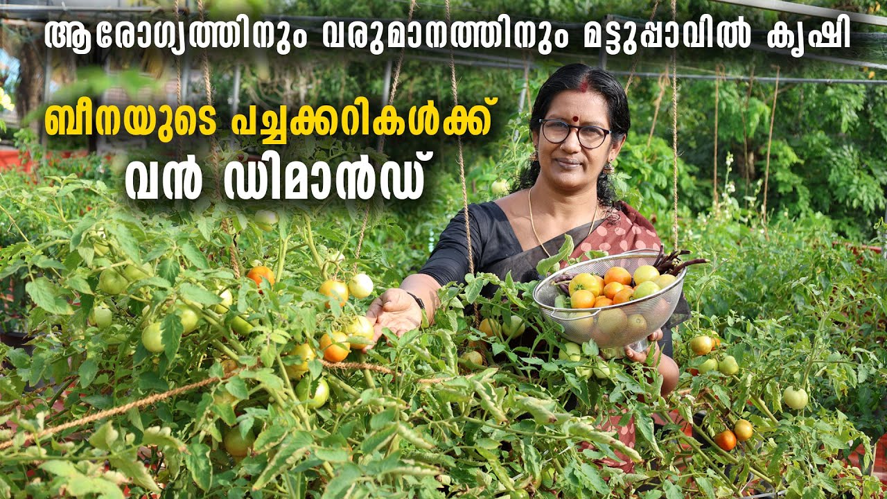 ജോലിക്കുപോകുന്ന വഴിയിൽ പച്ചക്കറി വിതരണം, ബീനയുടെ മട്ടുപ്പാവിലെ പച്ചക്കറികൾക്ക് വൻ ഡിമാൻഡ്