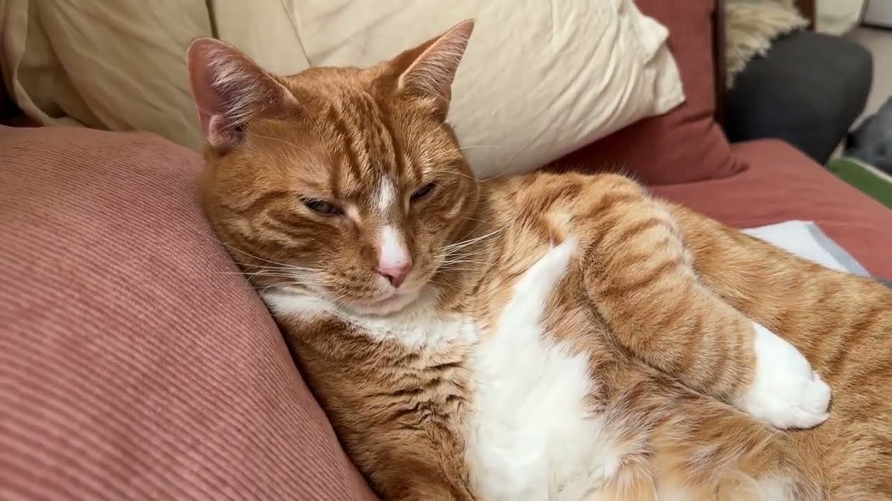 Orange Cat Politely Demands Belly Rubs… and Snacks