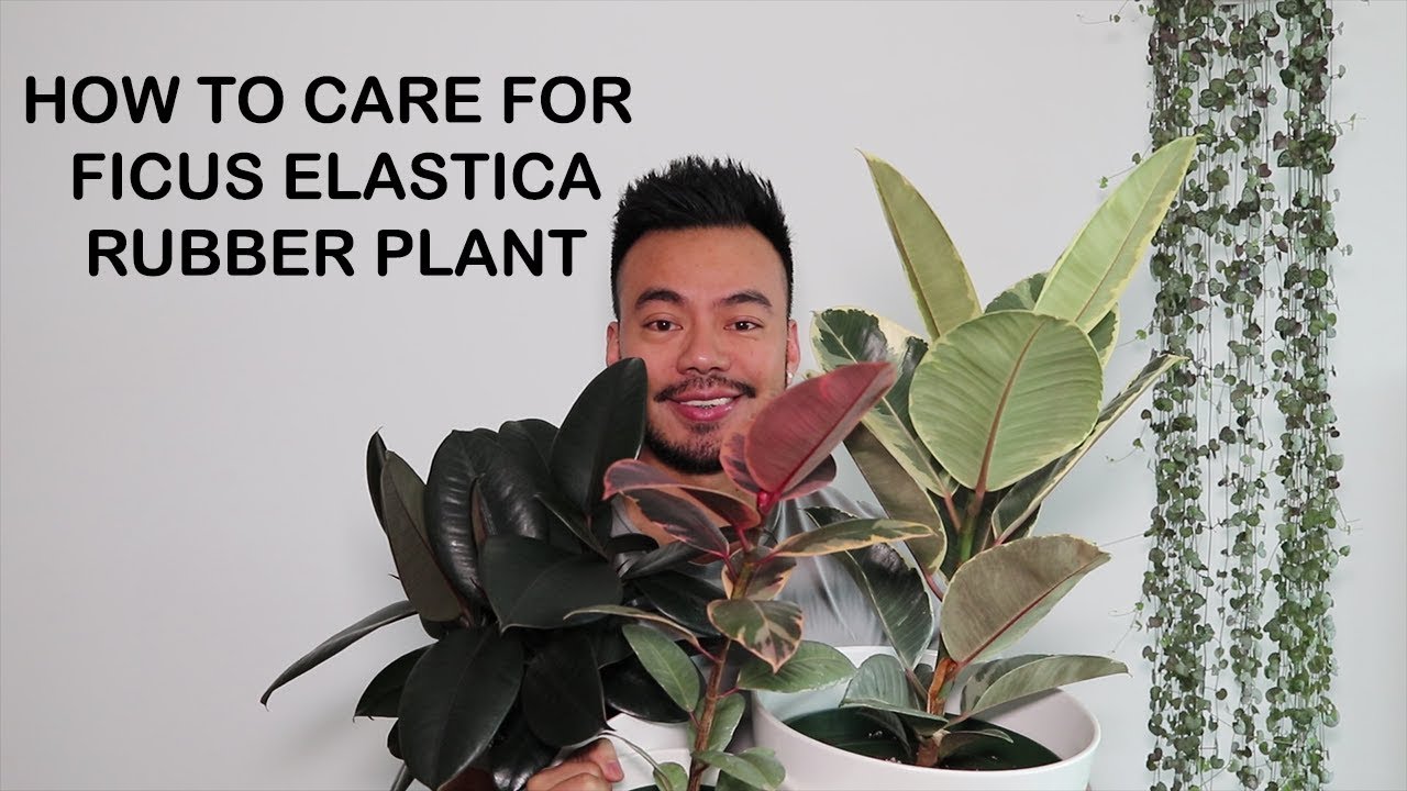Как ухаживать за фикусом каучуконосным (Ficus Elastica) | Советы по уходу за комнатными растениями