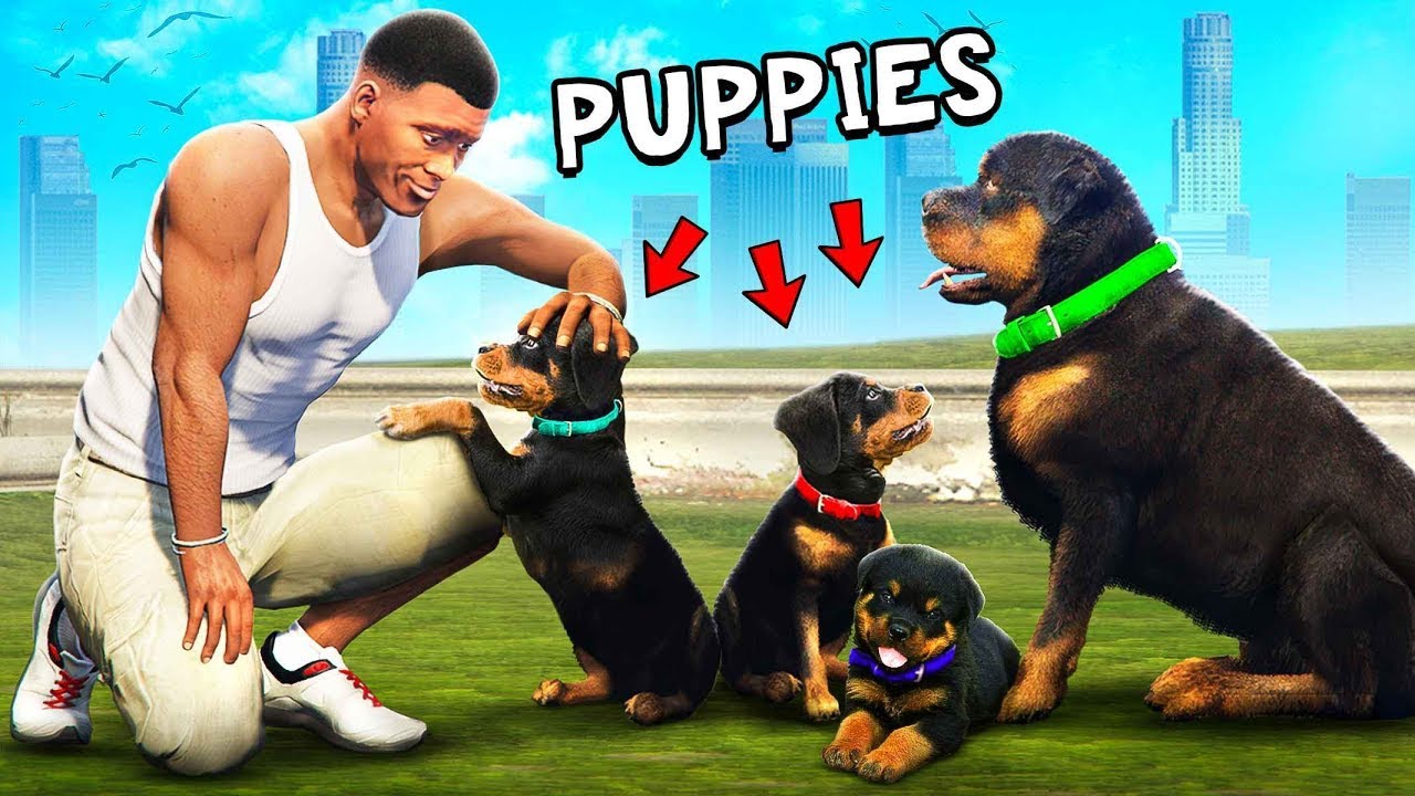 CHOP Tiene CACHORROS En GTA 5!