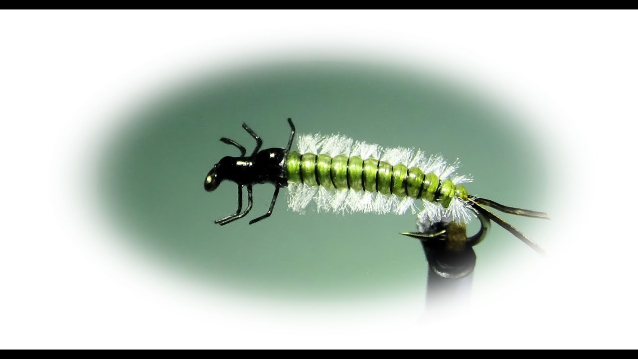 LARVE DE RHYACOPHILA