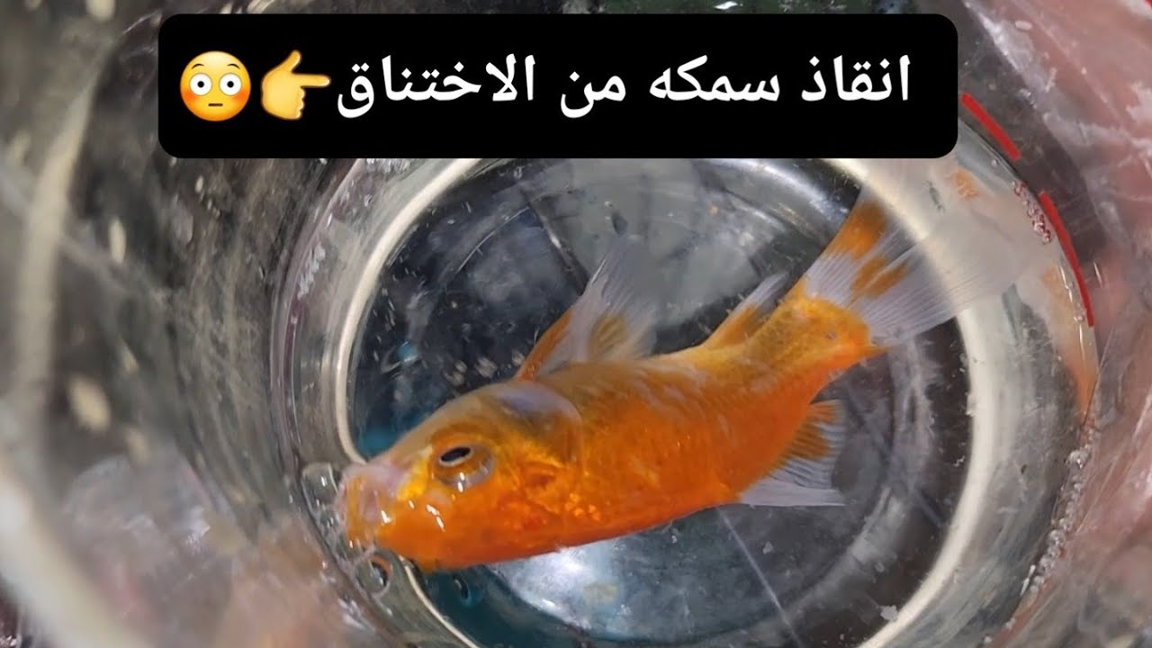 انقاذ سمكه من الموت من اختناق واجراء عمليه فوري كانت النتيجه اعجوبه هي مع معتز مطور