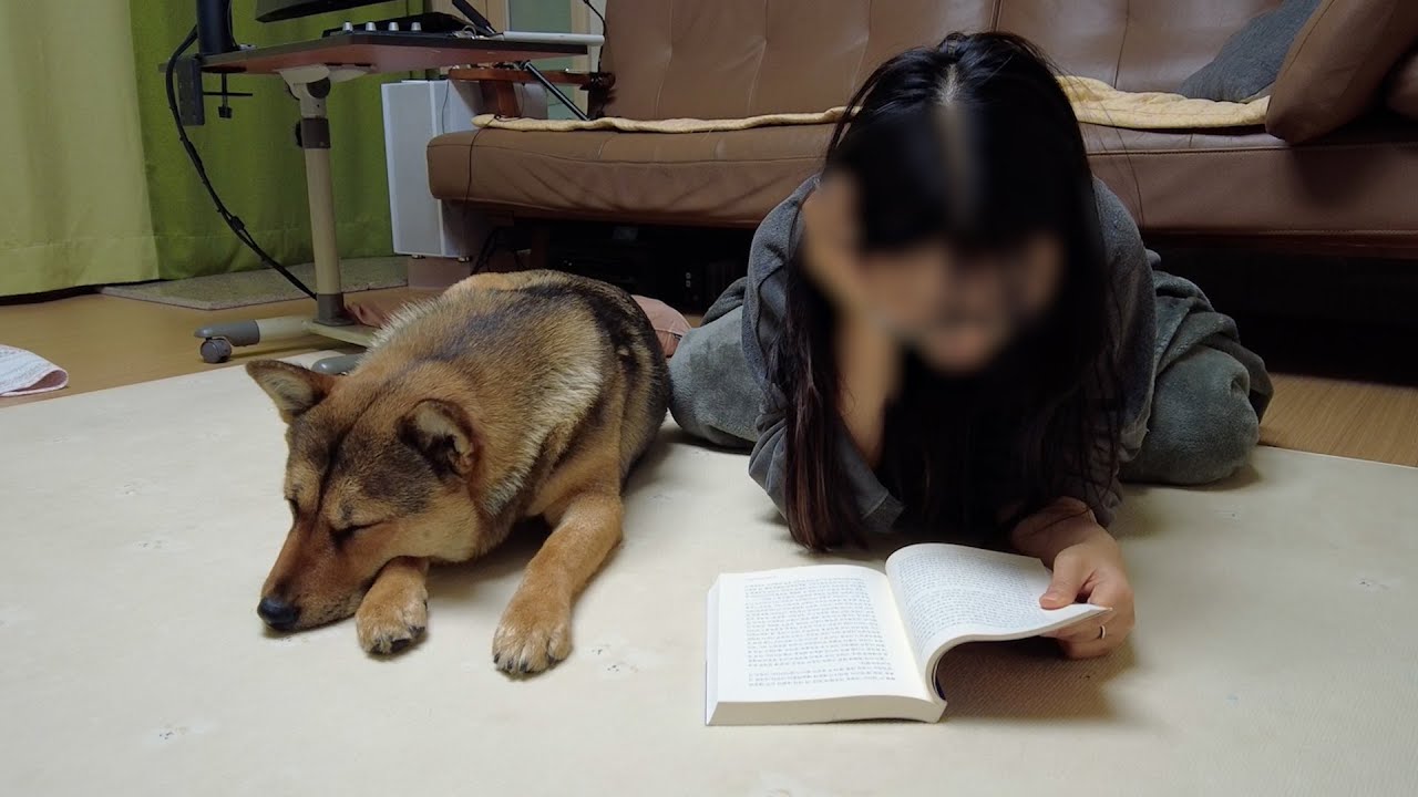 오랜만에 언니를 만난 진돗개의 감동적인 행동