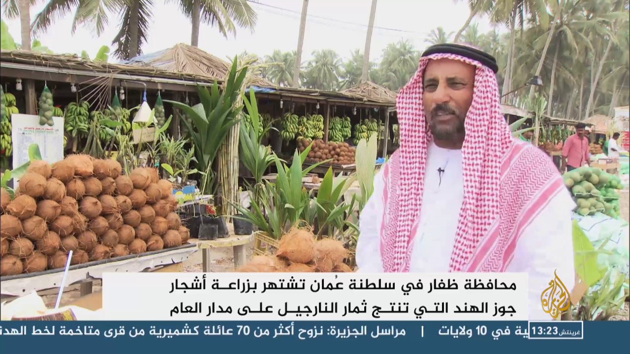 جوز الهند.. شجرة الحياة في صلالة