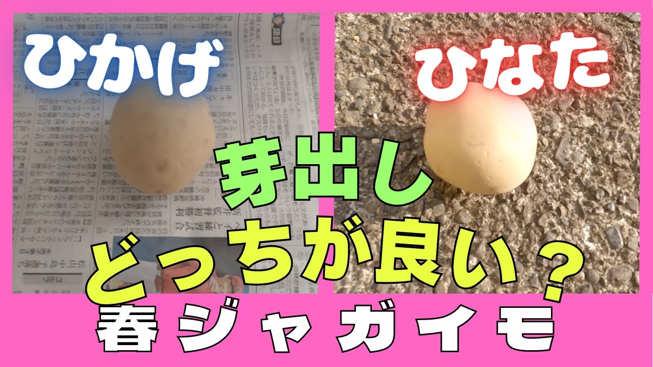 【じゃがいも栽培】ジャガイモの芽出し方法を比較検証【家庭菜園】