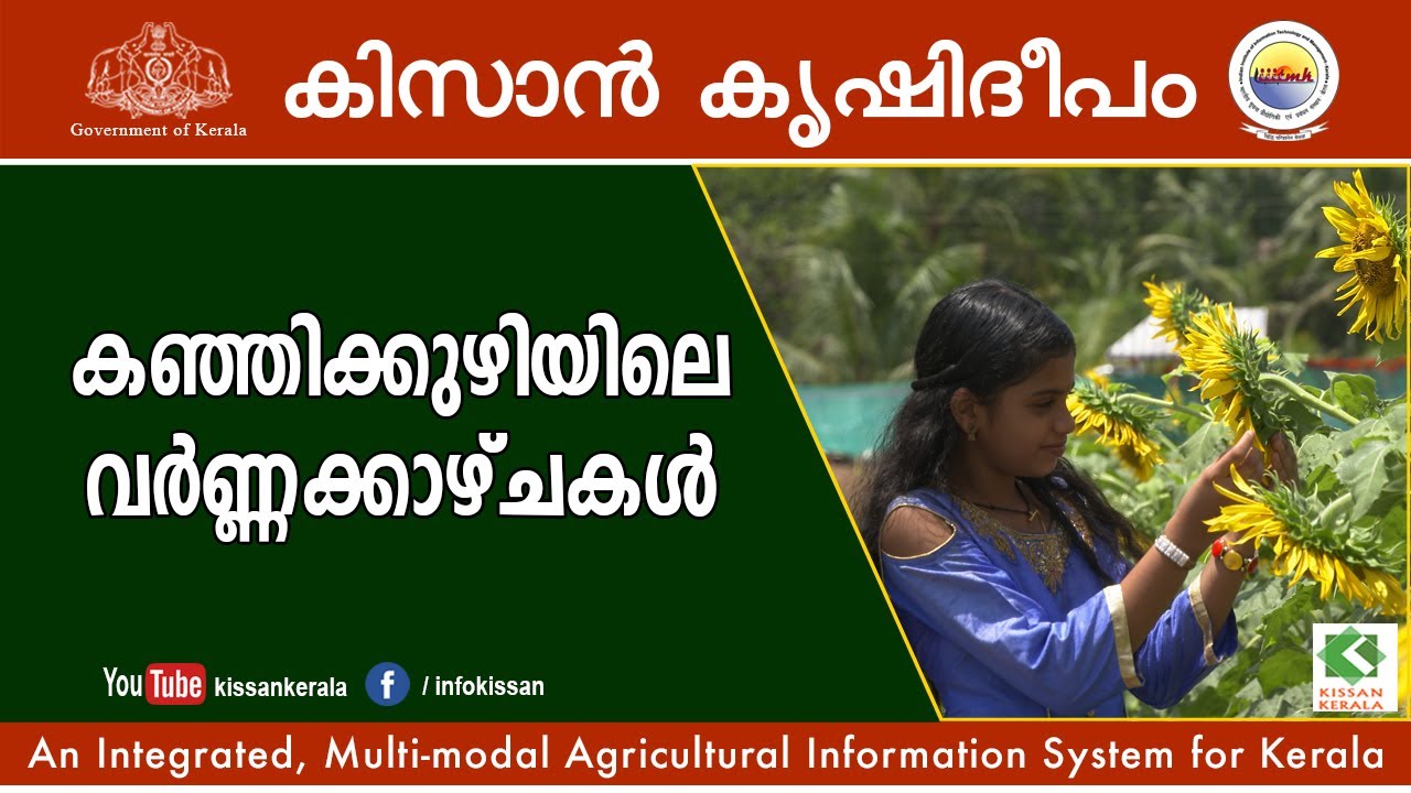 Sunflower cultivation in Kanjikuzhi Panchayath, Kerala