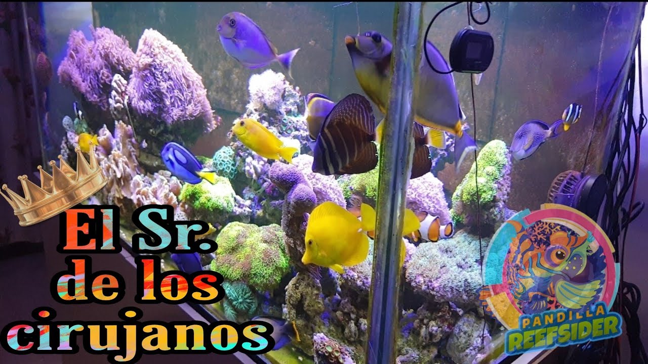 EL SR. DE LOS CIRUJANOS (El acuario de Marco)