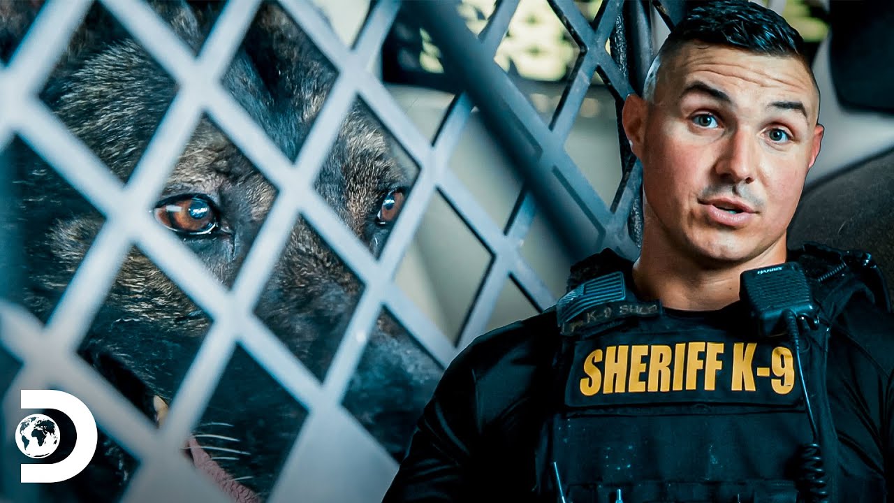 Persecución policial temina con ayuda canina | Mirada Policial | Discovery Latinoamérica