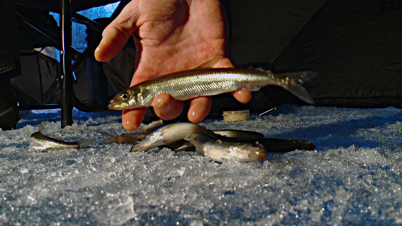 Angling for Smelt