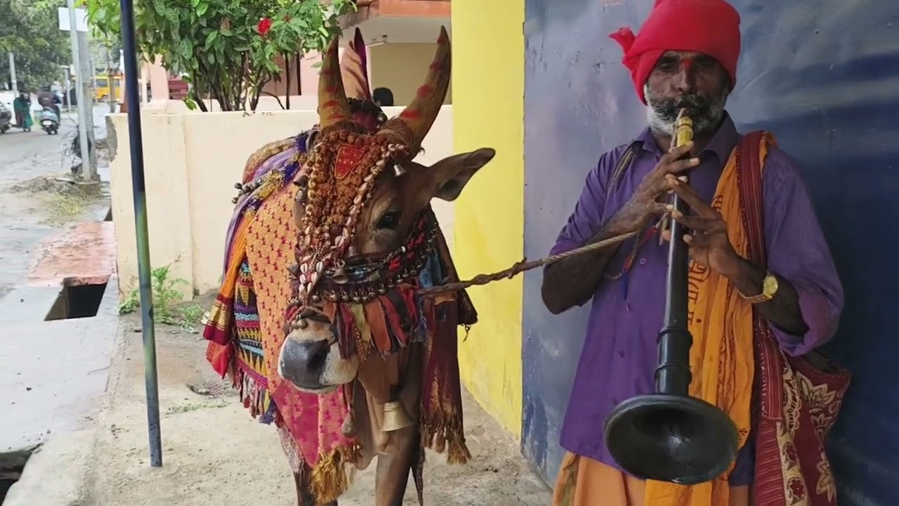 #cow #samimadu