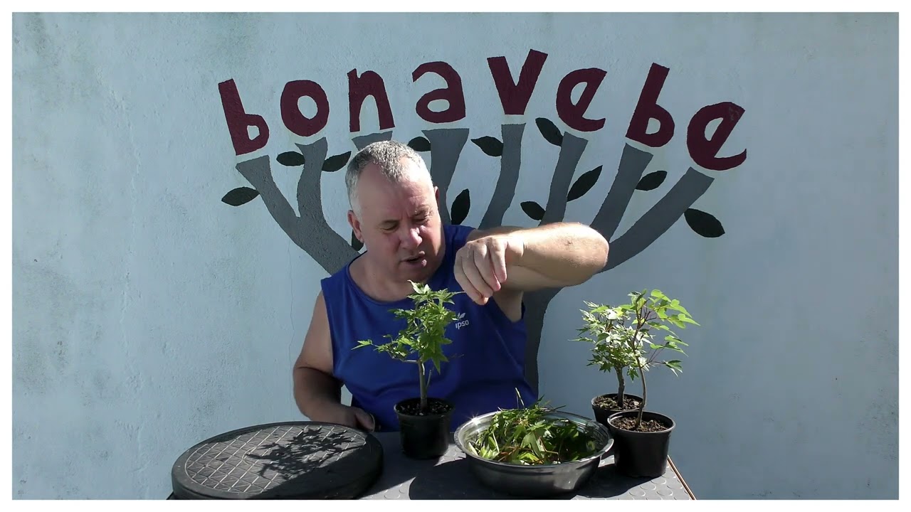 Recordatorio poda verde en arces. @bonavebedesdeVigoGalicia.