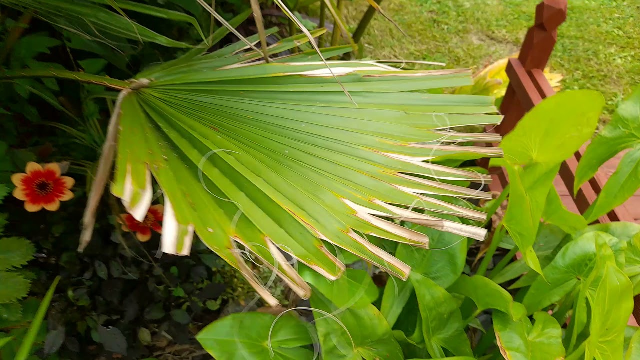 UK hardy palms