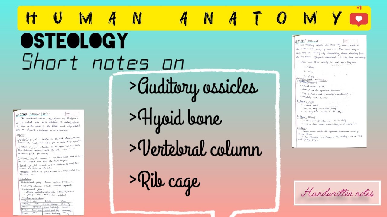 Short notes on auditory ossicles,hyoid bone,vertebral column,rib cage