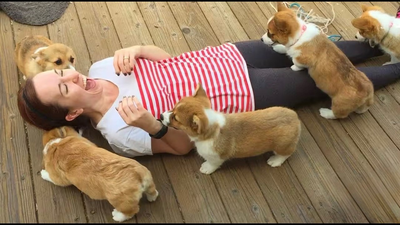 Самые милые щенки в мире 🐶❤️ Самое милое видео с собакой в ​​интернете 😍