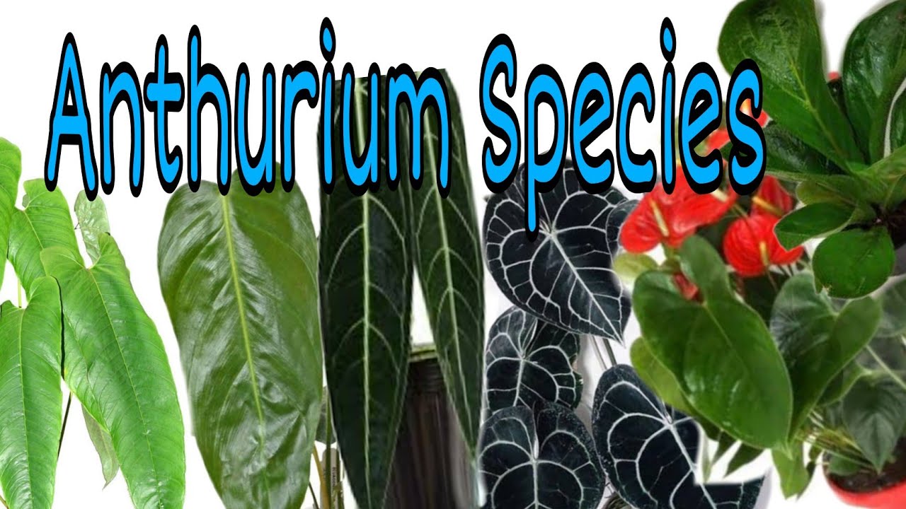 49 Anthurium Species 