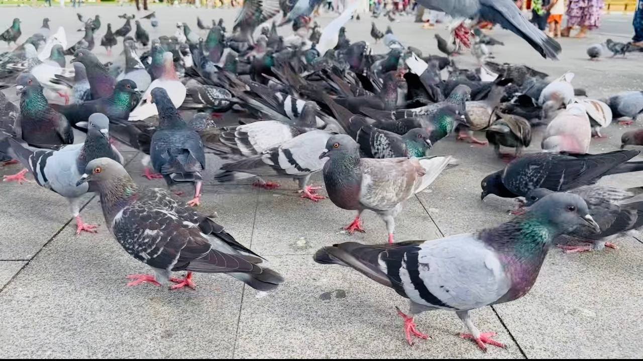 Popular PIGEON morning very hungry