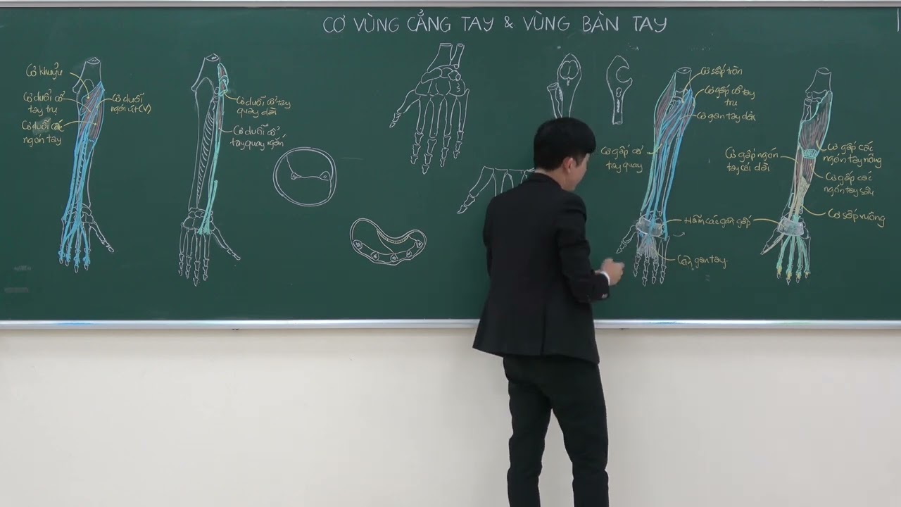 CHI TRÊN: CƠ CHI TRÊN - (5) CƠ Ở CẲNG TAY:  NGĂN MẠC CẲNG TAY SAU