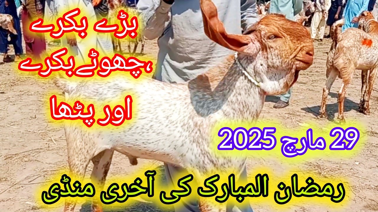 مدرسہ منڈی بڑے بریڈر بکرے اور قربانی 2025 کے بکرے اور پٹھا کم قیمت احمد اینیمل فارم 03045896486