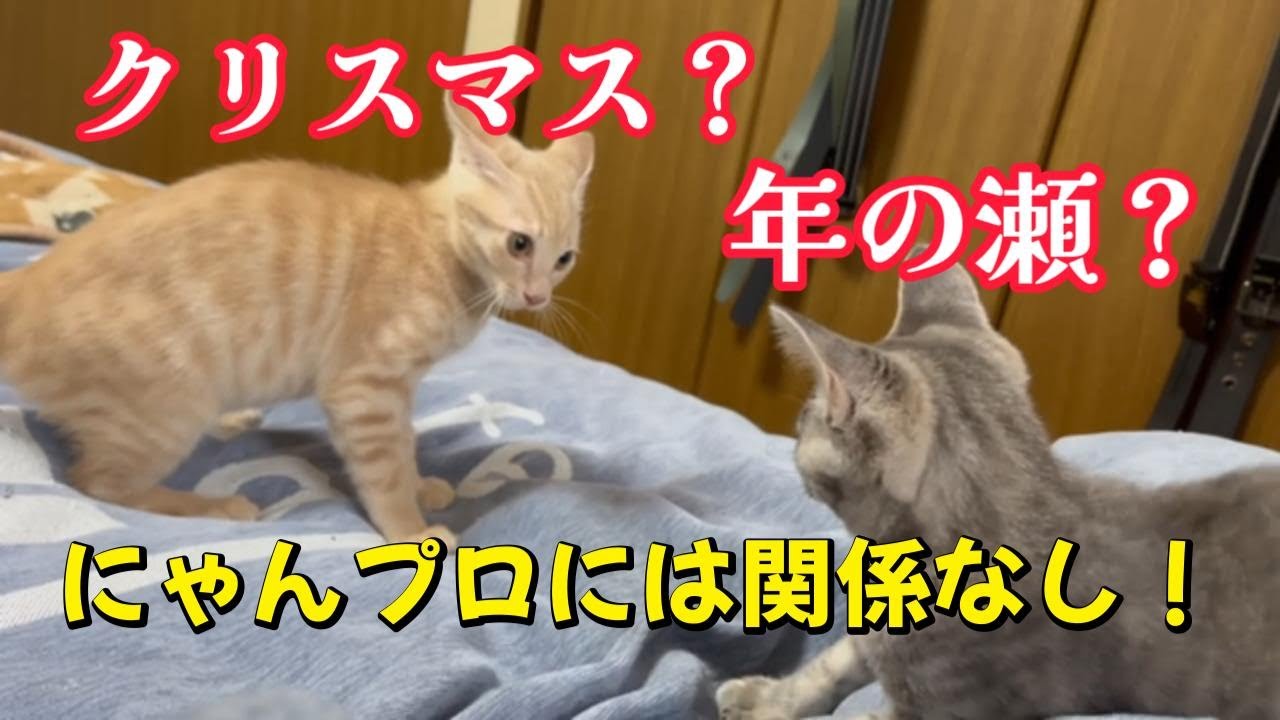 年末でも止まらない兄妹猫｜深夜のにゃんプロ