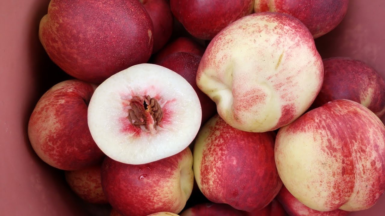 Нектарин Септембер Квін. Nectarine September Queen. Дуже пізній нектарин, який закриває сезон.
