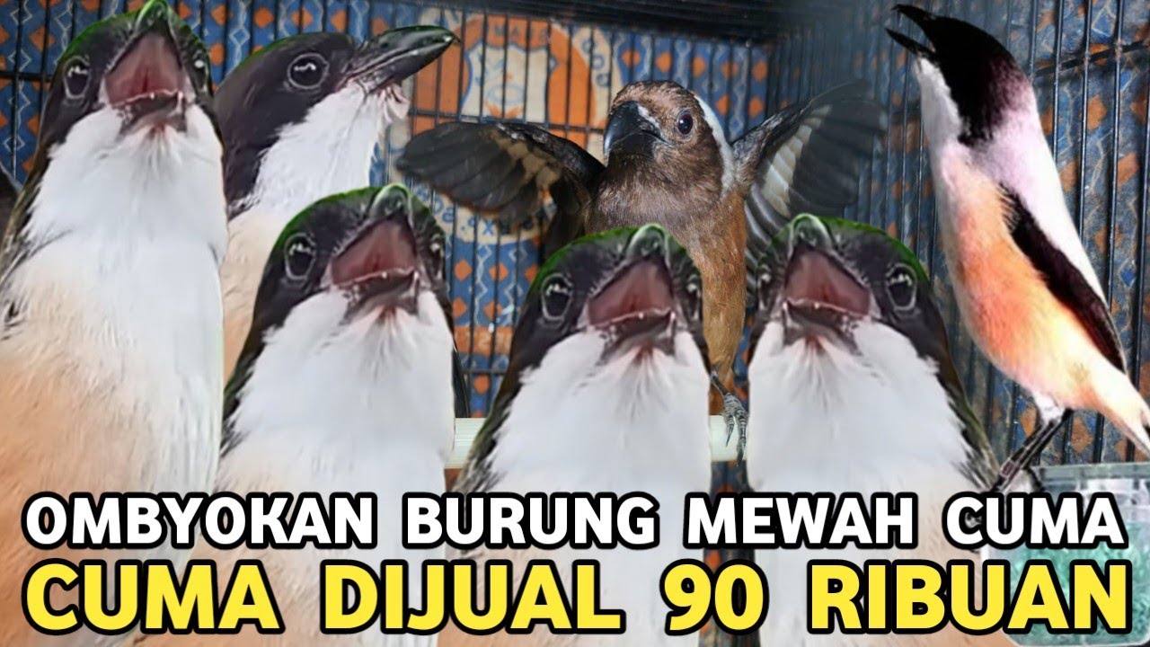 MEWAH ! BURUNG MASTERAN SEKALIGUS OCEHAN HARGA CUMA 90 RIBUAN DI PASAR BURUNG PRAMUKA 