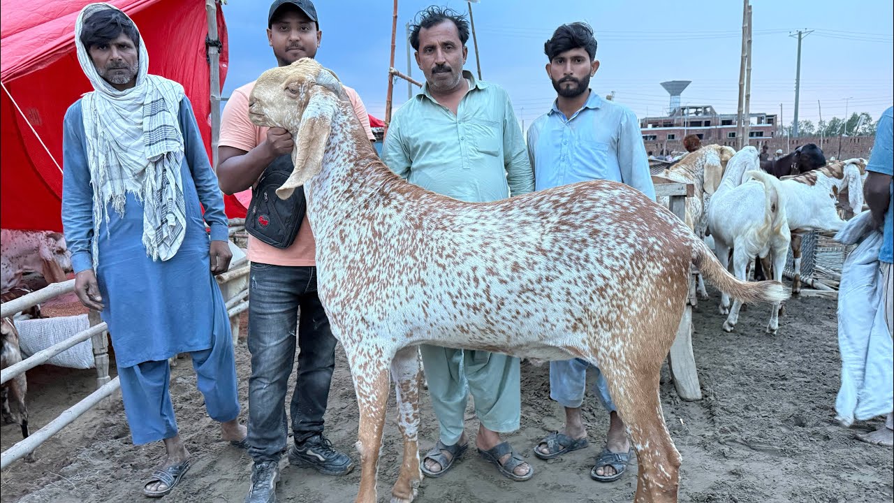 Live Soda Makhi Chena Rajanpuri Bakre Maal Hi Maal Lahore Mandi Mazhar Biba Official