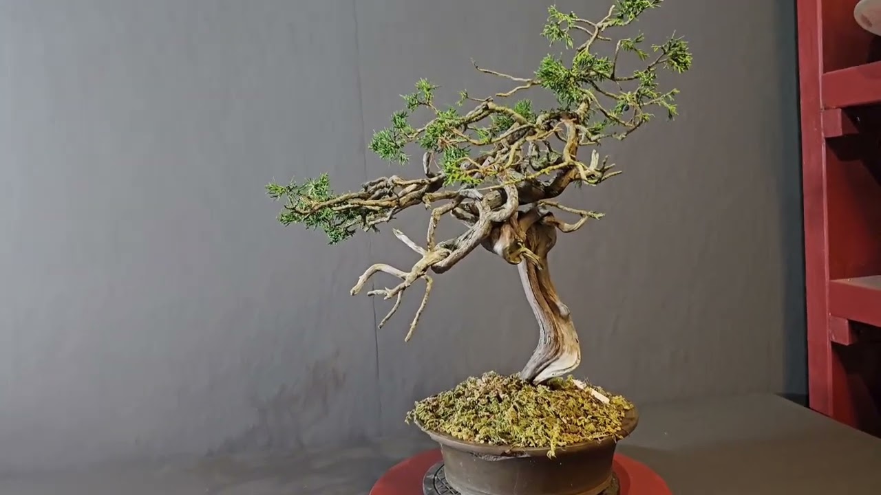 BONSAI - Juniperus / Wacholder - only for beginners  - Part 01 - V25-045
