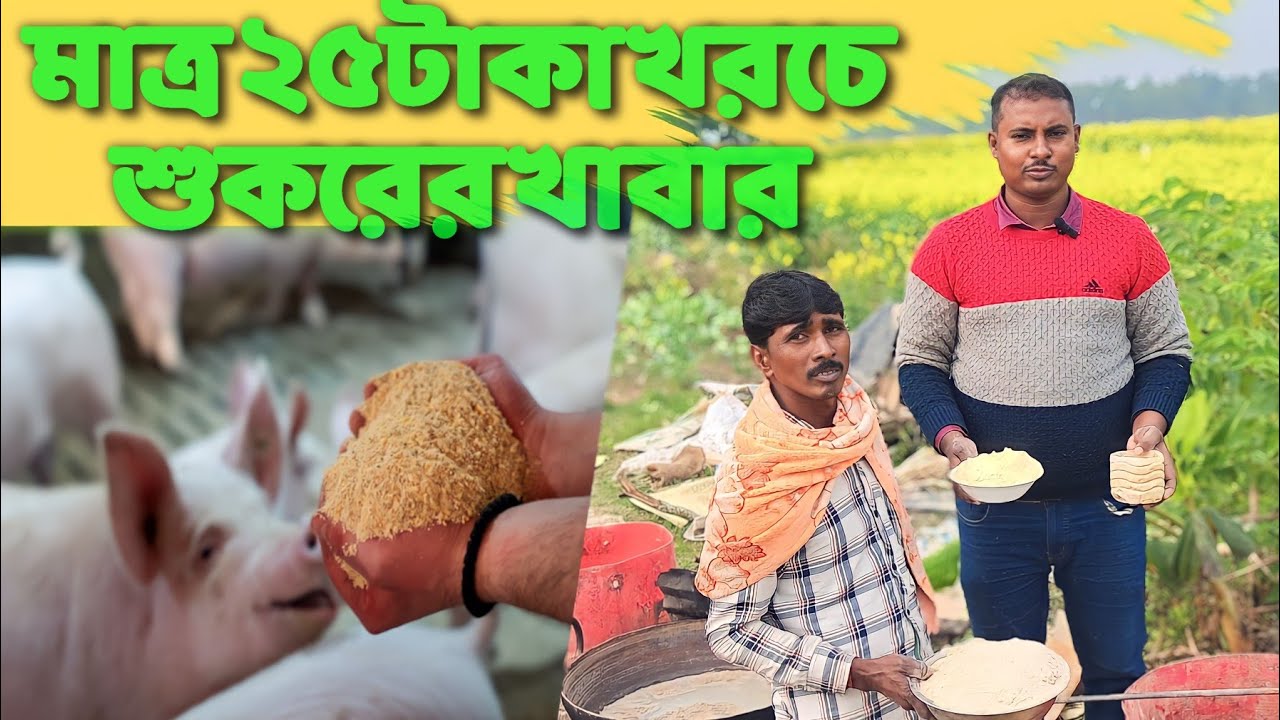 মাত্র ২৫ টাকা প্রতিদিন খরচে শুকর পালন।low cost pig feed 🐖.pig farm