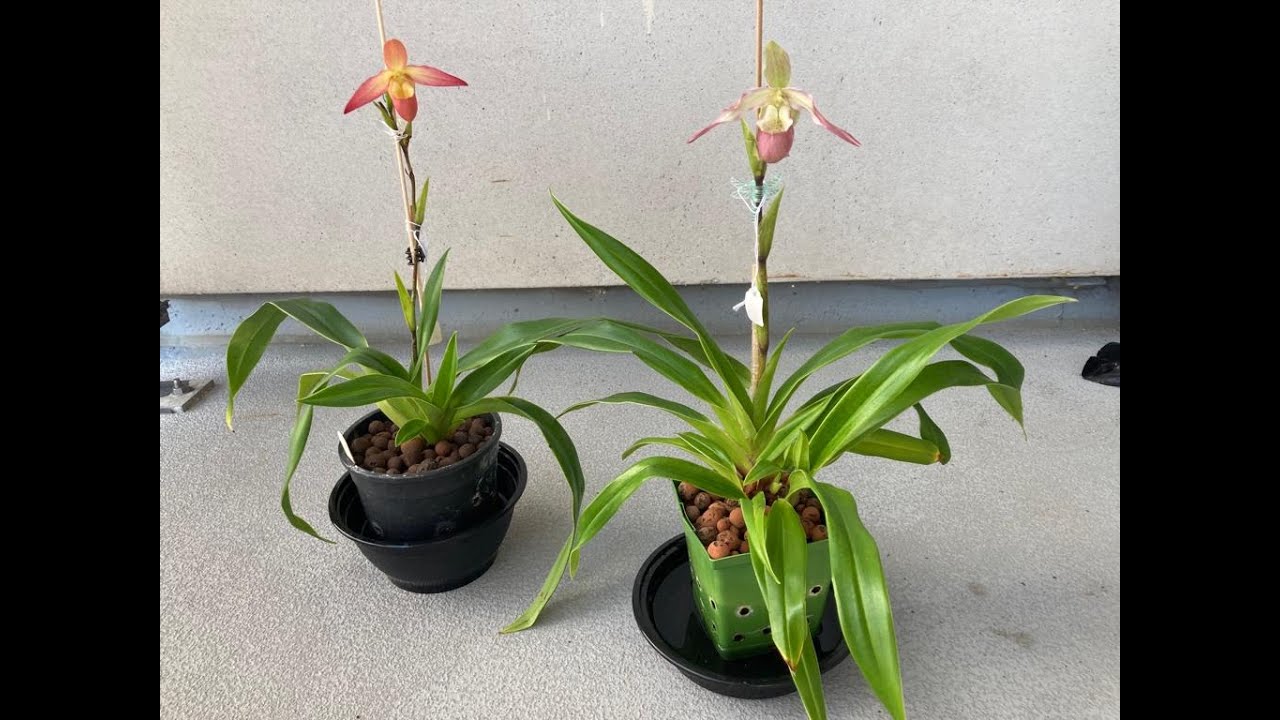 (Eng sub)拖鞋蘭復花的喜悅 (My lady slipper blooms again)