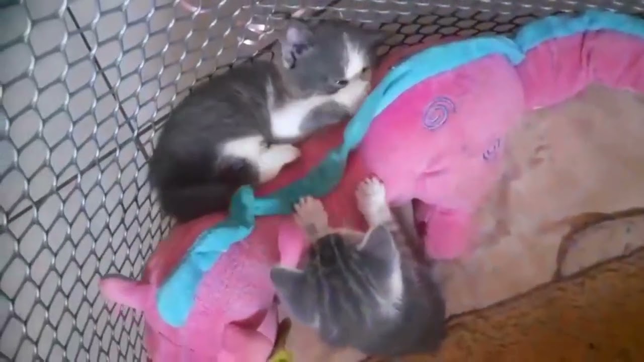 Kittens born 17th Dec 2025 #cutekittens #cats #kittens