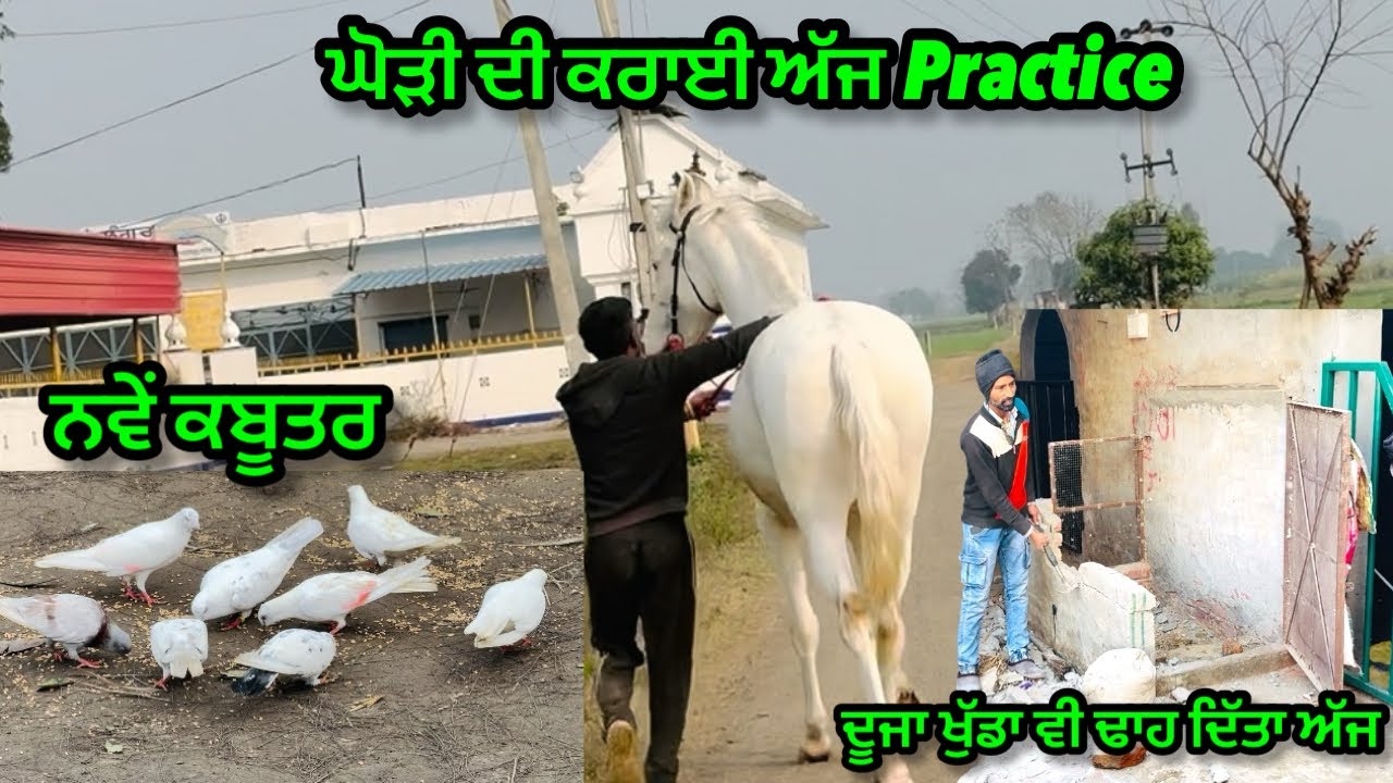 ਦੂਜਾ ਖੁੱਡਾ ਵੀ ਢਾਹ ਦਿੱਤਾ ਅੱਜ॥ਘੋੜੀ ਦੀ ਕਰਾਈ Practice ॥ਨਵੇਂ ਕਬੂਤਰ ॥#trending #horse #viral #pegion 